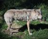 A wolf was killed in Occitania as it was going to attack a herd