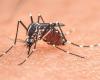 Increase in cases of dengue fever in France and the EU: how to explain this upsurge?