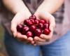 This is how to eat cherries without gaining weight (dietitian tip)