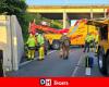 The Loncin interchange reopened after the accident of a truck transporting cattle: six animals were euthanized