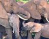 Call me by my name: Elephant growls could be unique to each of them (study)
