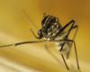 Massive increase in the global economic cost of invasive mosquitoes and the diseases they transmit