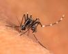 The worrying invasion of tiger mosquitoes
