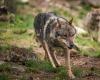 A wolf shot dead just before attacking a flock of sheep in Lozère