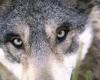 Lozere. A hunter kills a young wolf who was preparing to attack sheep