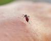 RTL Infos – Sometimes fatal disease: The tiger mosquito is driving up cases of dengue fever in Europe