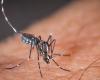 Mosquito hunting costs billions of euros worldwide (and 549 million euros in France): News