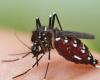 Health. Increase in dengue cases in France and the EU: should we fear the epidemic?