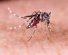 Increase in cases of dengue fever in France: how to explain this upsurge?