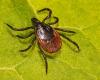 Health: the worrying progression of “giant ticks” in France: News
