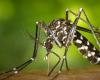 Neuchâtel begins campaign against the tiger mosquito