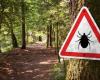 It is progressing in France, what do we know about “giant ticks” and should we be worried?