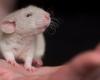 What is this story about a molecule that helps protect mice from disease?