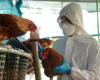Avian Flu. A first human death due to the H5N2 strain: should we be worried?