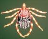 Marseille: this very dangerous giant tick is present in the department