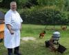 VIDEO. At the Château de la Treyne, the chickens and soon the pigs finish the plates of the starred meal