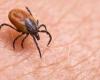 “We have to learn to live with ticks” because they are “already present all year round”, according to a researcher