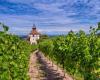 Three TER getaways from Strasbourg, between the wine route and the castle