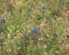 Blueberry fields taken over by caterpillars