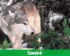 Is the wolf back in Entre-Sambre-et-Meuse?