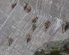 A herd of ibex climbs the Salanfe dam for an acrobatic picnic – rts.ch