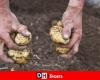 Disaster in Belgium, the potato is drowning: “It’s the worst year we’ve ever known!”