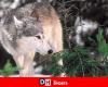 Is the wolf back in Entre-Sambre-et-Meuse? Should we fear it? Alain Licoppe’s answers and explanations
