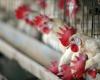 Switzerland and Europe anticipate a potential avian flu pandemic by purchasing vaccines – rts.ch