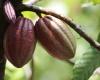 In Ghana, the Cocobod leaves the price of cocoa unchanged for the intermediate season – CommodAfrica