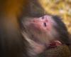 The mandrill family is growing at the Granby Zoo