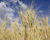 MOROCCO IN THE TOP SIX WORLD WHEAT IMPORTERS