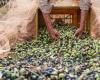Spain removes VAT on olive oil amid soaring prices