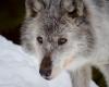 In Alberta, killing wolves changes behavior, BC study finds