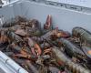 The price of Island lobster still falling