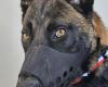Valencia: two Malinois dogs to strengthen the municipal police