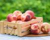 Peach, nectarine, brugnon: advantages and differences…