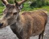 Croissants and rice krispies: popular deer euthanized after being fed by tourists