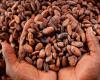 Ghana: faced with the crisis, cocoa farmers forced into smuggling