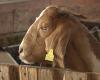 Saint-Pierre: goats stolen from a farm in Grand-Bois