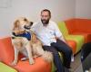 To soothe victims of violence during their hearings, this doctor calls on… a dog – Ouest-France evening edition