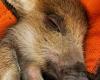 Toto the wild boar could be welcomed in a park in Charleville-Mézières