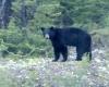 Caution: a family of bears is walking at Mont-Sainte-Anne