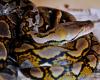Couple Argues in Béziers, She Throws Him Out with His Snakes