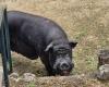 “He arrived very stressed”: where did this enormous black pig that was recently wandering around Grasse come from?