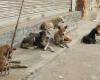 Mobilization of 15 million DH to protect stray dogs