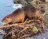 Beavers and coypus: in Lyon, can you tell them apart?