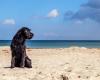 On which Corsican beaches can you walk your dog in summer?