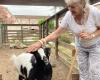 “This farm saved my life”: in Gigean, the Ehpad la Colombe puts animals at the service of the well-being of residents