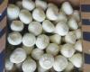 The price of Egyptian garlic has tripled, but remains lower than the competition
