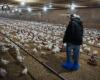 Avian flu has left its mark on Quebec producers